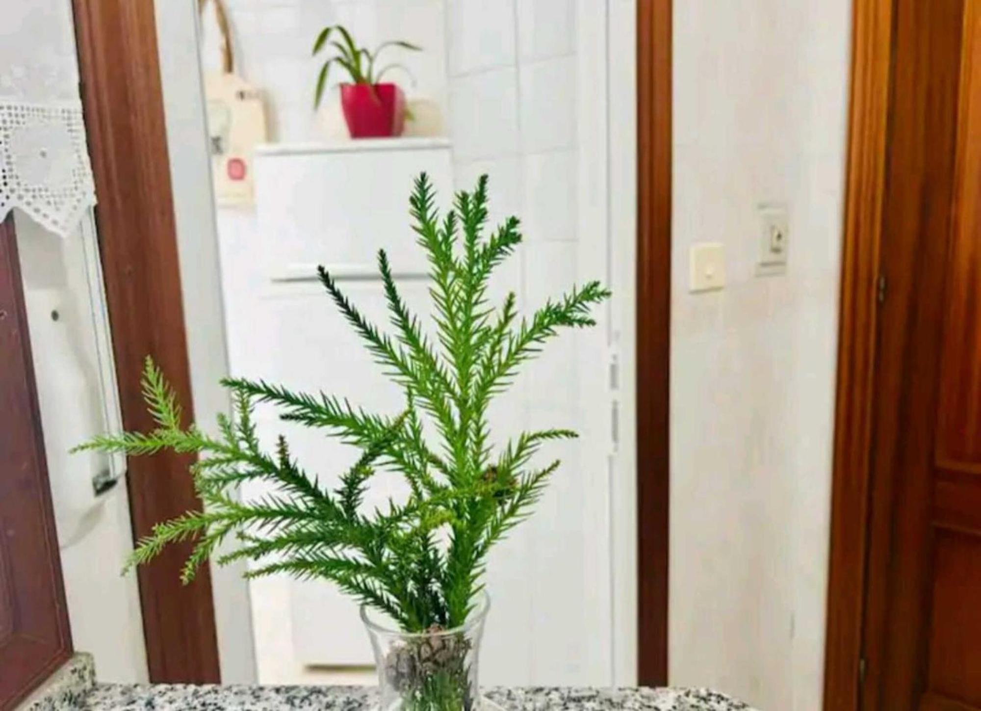Appartement Holibai, Andurina, Piso Vintage, Centrico, Acepta Mascotas, Baiona Extérieur photo